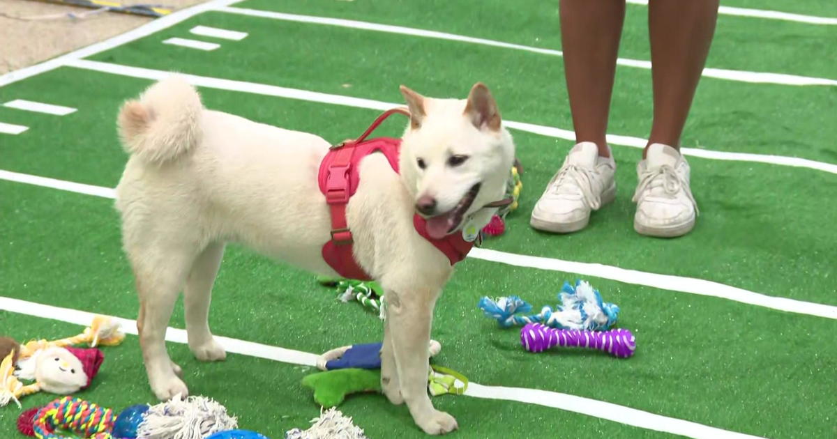 5 adorable pups to stand for the 305 in this year’s Puppy Bowl