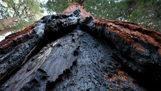 U.S. Forest Service Works To Protect Giant Sequoia Trees From Wildfires 
