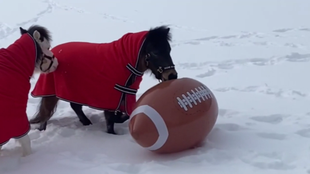 Mane In Heaven therapy horses "Mini Bowl" 