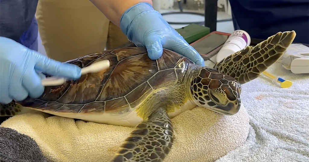 Pittsburgh Zoo returning 7 sea turtles back to the ocean - CBS Pittsburgh