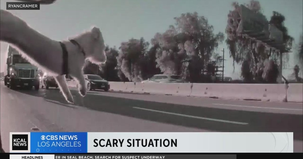 Sixmonthold puppy escapes with life after jumping out of moving car