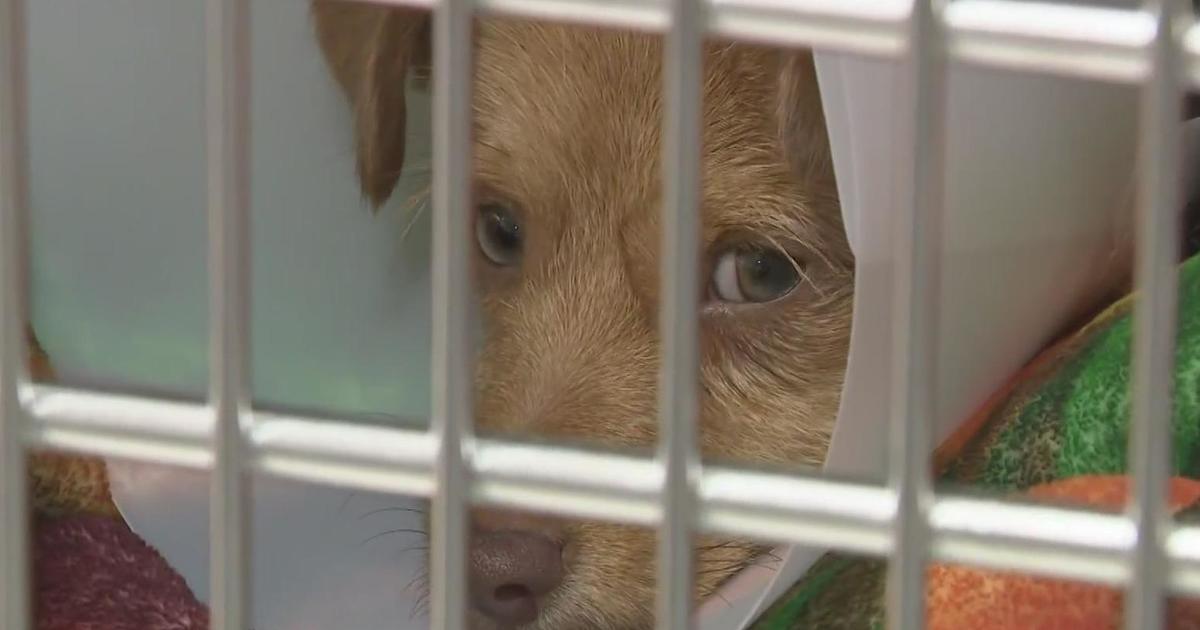 Woodbury Humane Society approves reopening adoption doors soon after canine flu outbreak