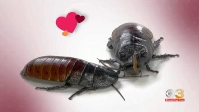 zoo-lets-you-name-a-bug-after-your-ex-this-valentines-day.jpg 