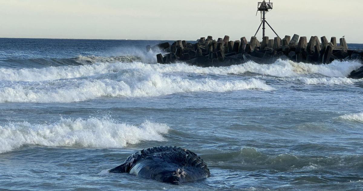 Ninth whale death renews calls in New Jersey to halt offshore wind projects