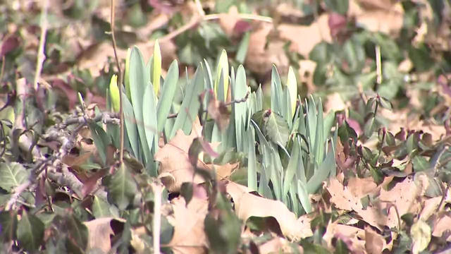 warm-winter-in-central-park.jpg 