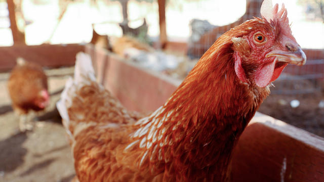 Southern California Hit With Historic Avian Flu Outbreak 