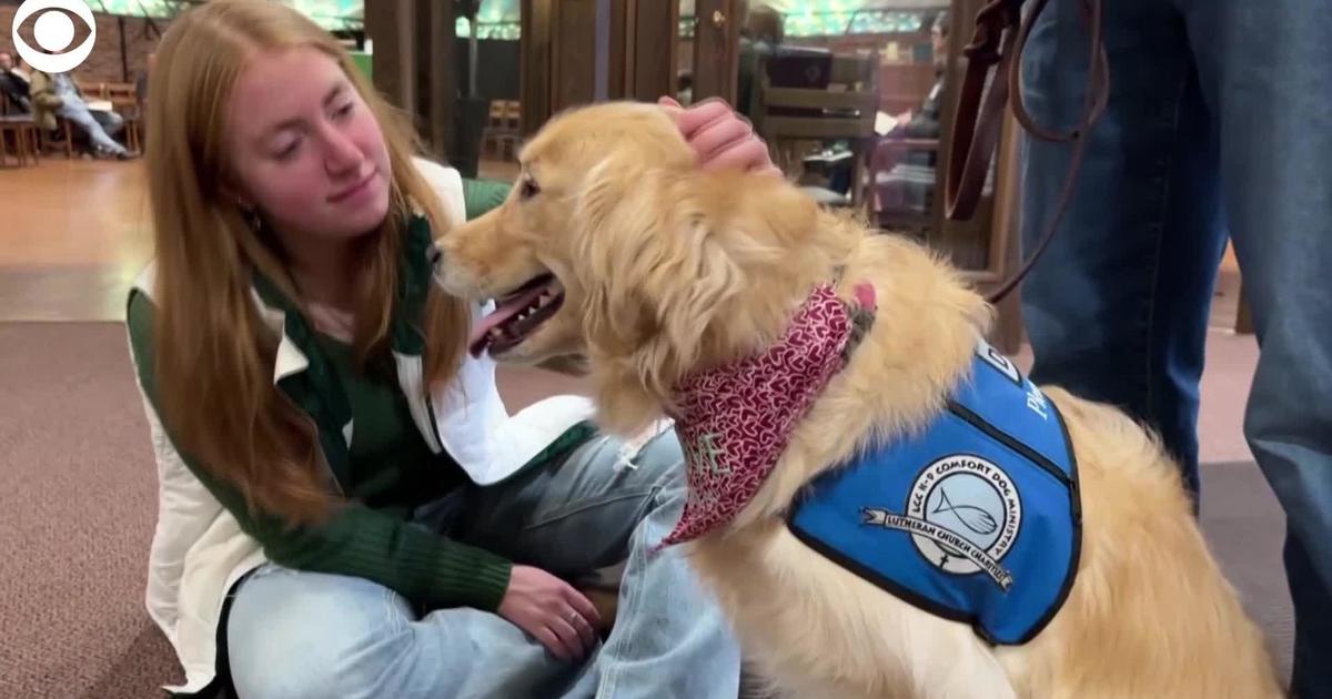 Msu clearance therapy dogs