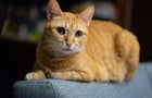 A Cute Orange Pet Cat Sitting on a Sofa 