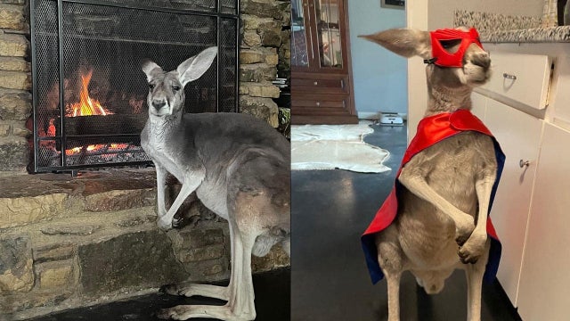 missing-kangaroo.jpg 