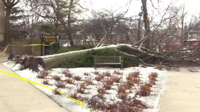 northwestern-tree-fell.png 