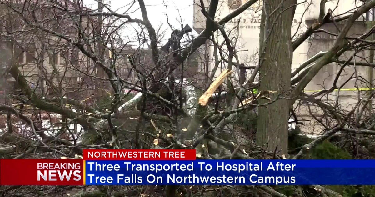 Falling tree hits 4 people at Northwestern University's Evanston campus