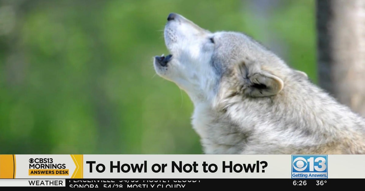 Answers Desk: Why do some dogs howl?