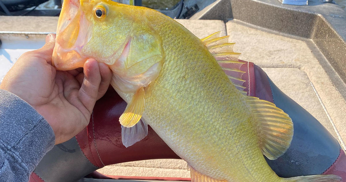 "Extraordinarily uncommon" golden largemouth bass caught in Virginia river
