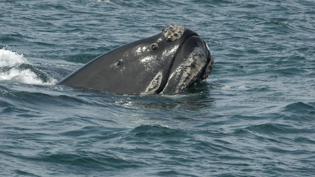 right-whale-noaa.jpg 