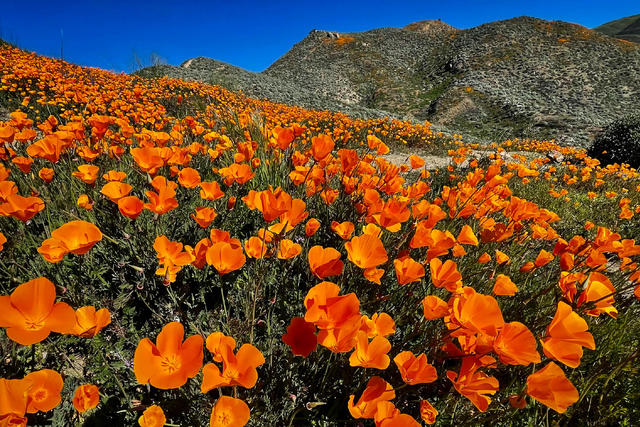 What is a superbloom—and how can you see one responsibly?