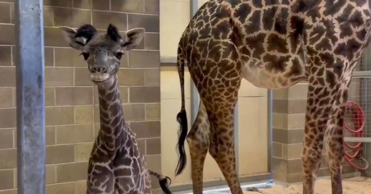 Baby Giraffe Born At Sacramento Zoo - CBS News