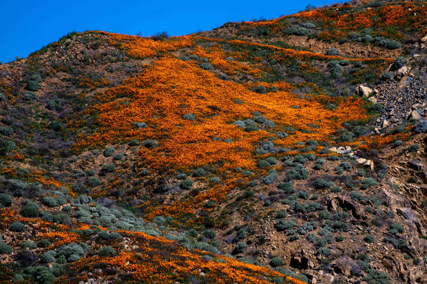 Lake Elsinore Closes Popular Wildflower Viewing Area in Walker Canyon 