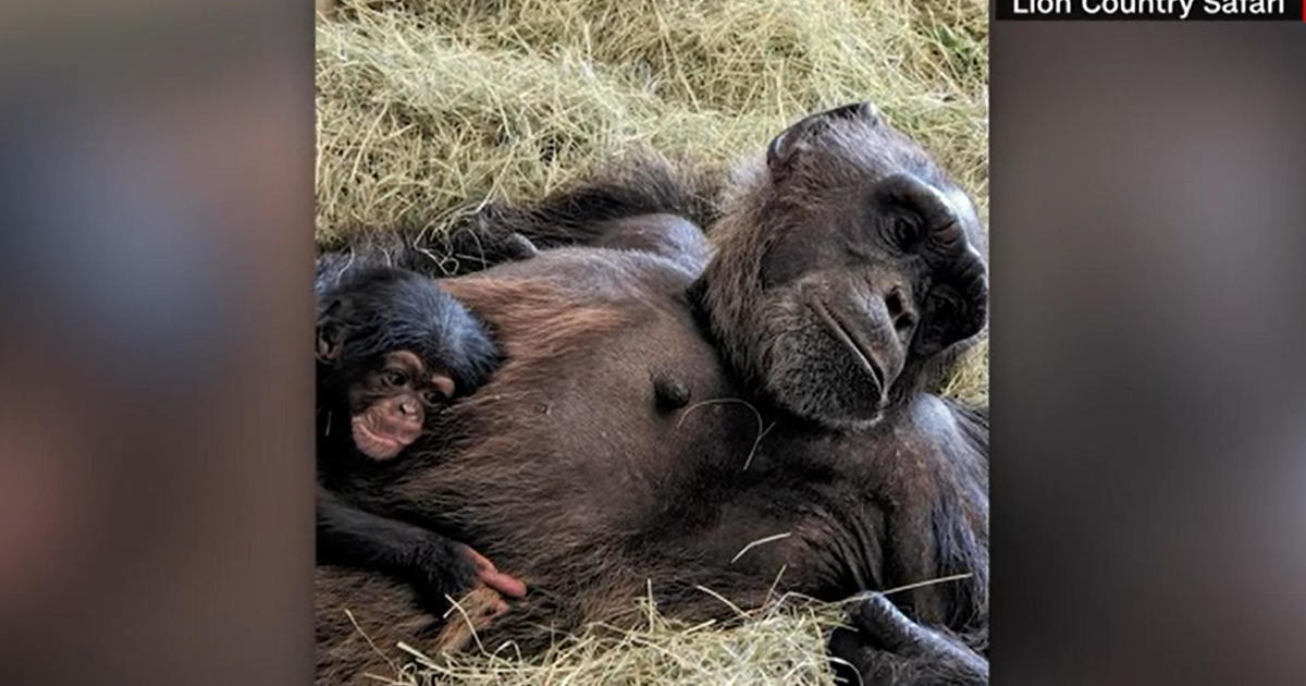 Lion Region Safari welcomes 2nd scarce toddler chimpanzee
