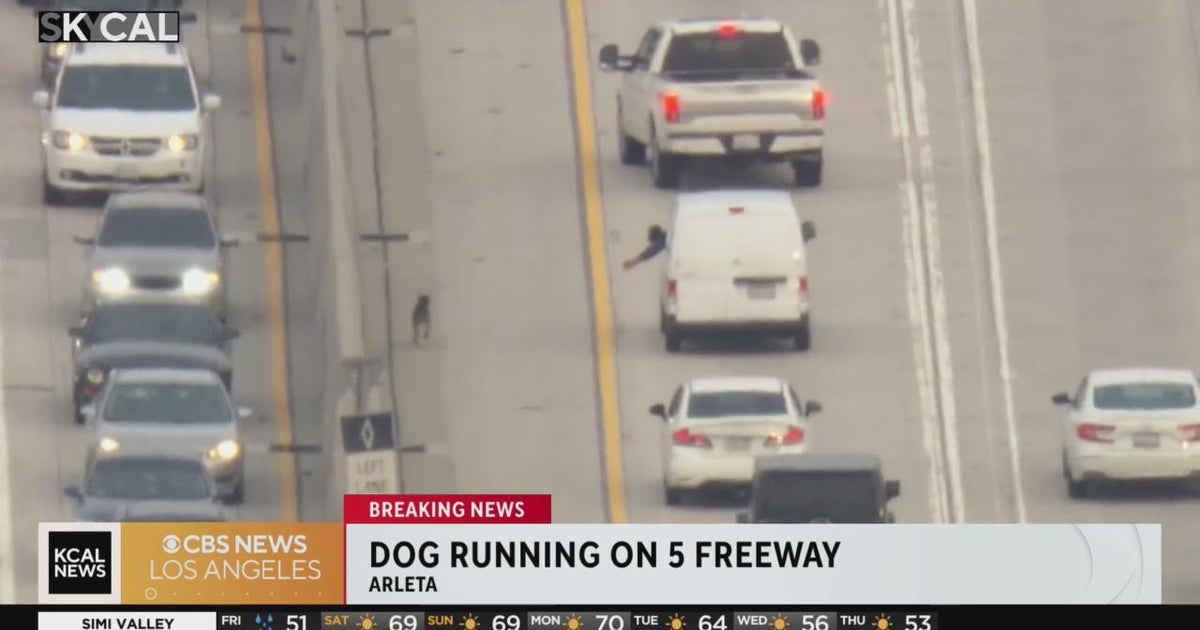 dog-running-on-northbound-5-freeway-dodges-samaritans-cbs-los-angeles