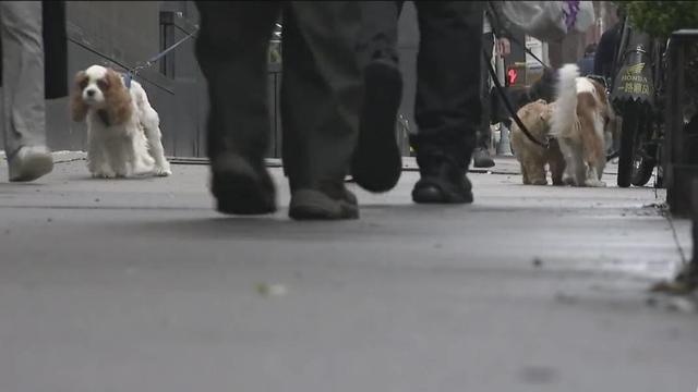 nyc-sidewalk-dogs.jpg 