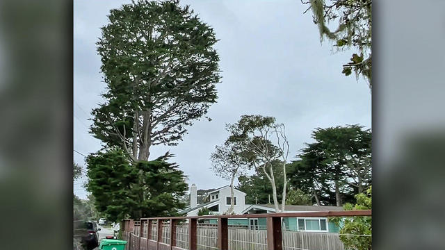 Trees Threaten Pacific Grove House 