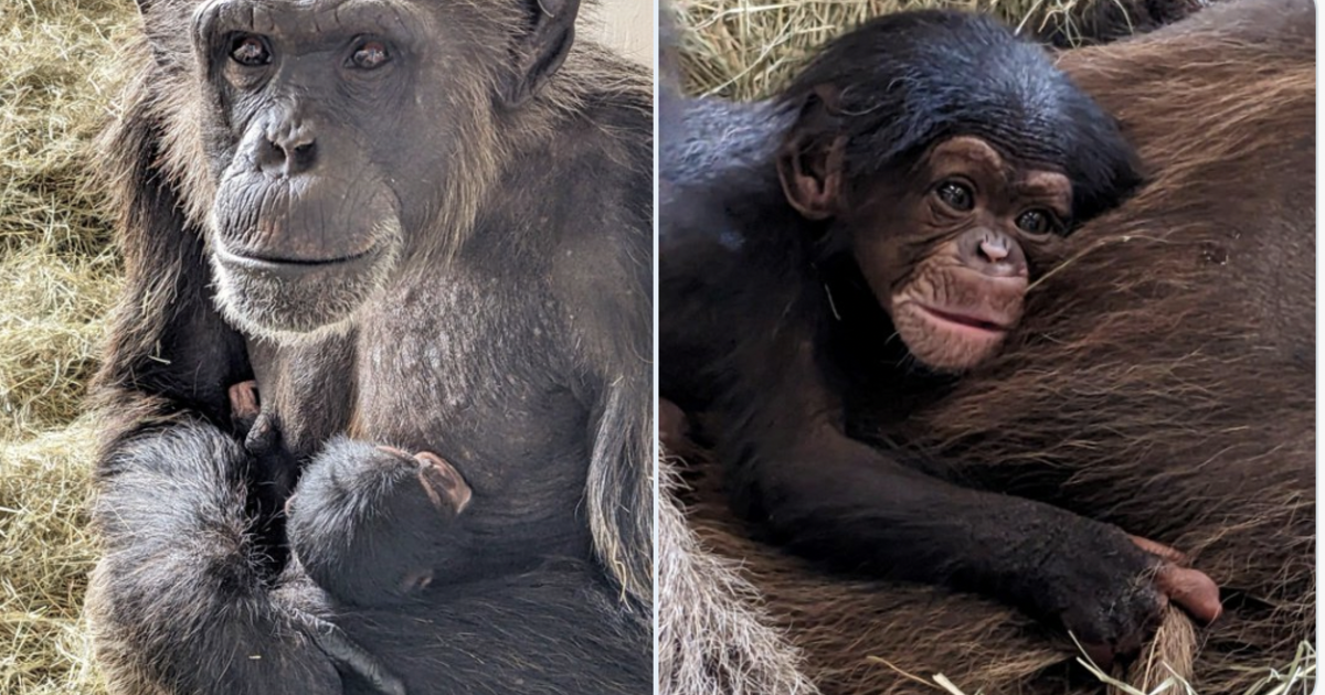 “Rare” baby chimpanzee born at Florida safari park