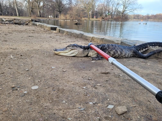 Unusual animals found in NYC: Alligators, snakes, tigers, cougars