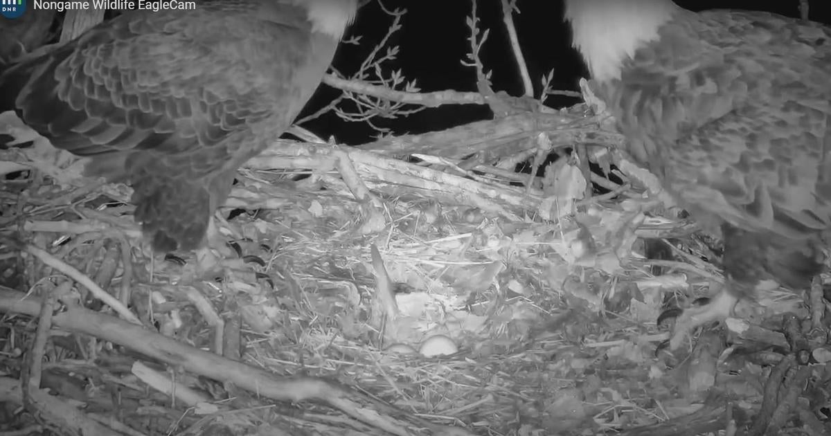 And Then There Were Two: A Second Egg Spotted On DNR's EagleCam - CBS ...