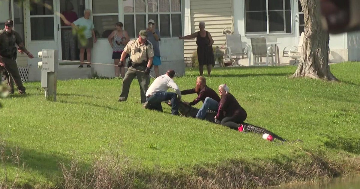 Florida lady, 85, killed in alligator attack