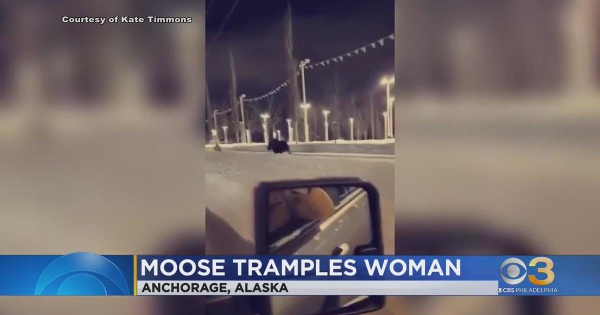 Moose knocks over woman walking her dog in Alaska