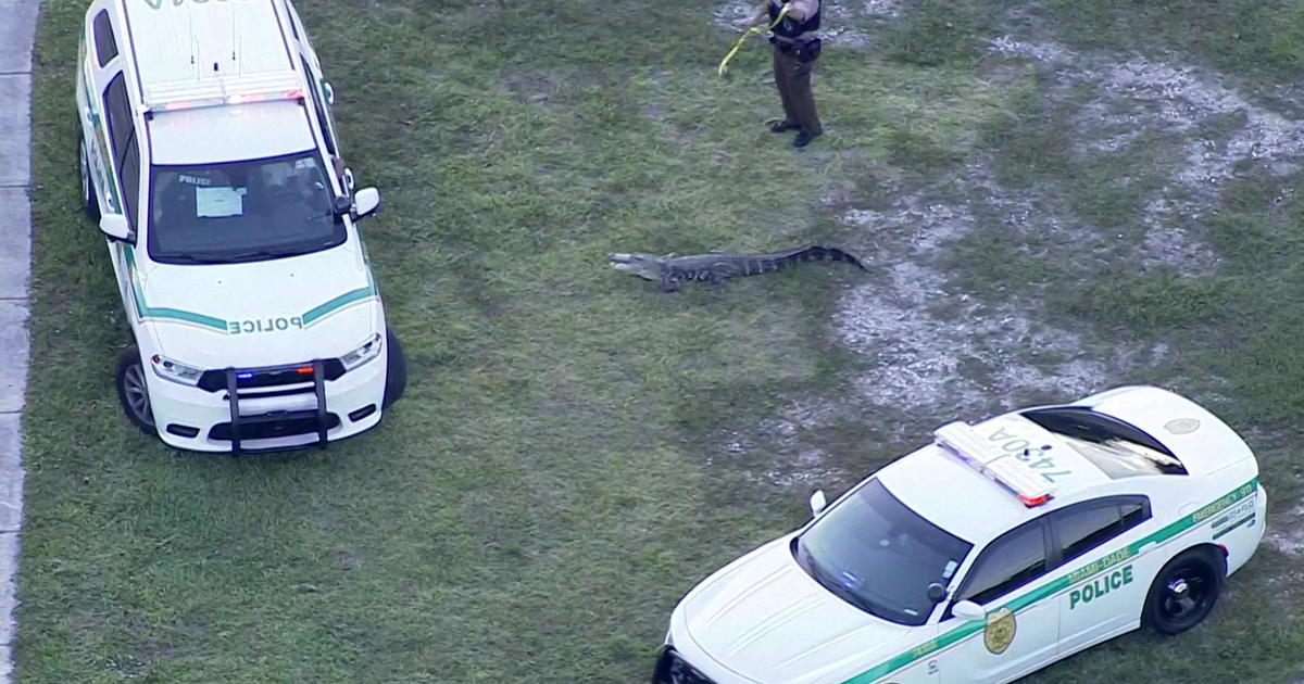 Gator noticed in Kendall, captured by MDPD officer