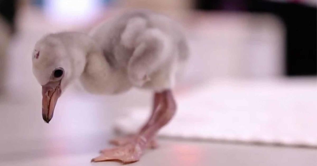 Flamingo Flock Born At Fort Worth Zoo - Cbs News