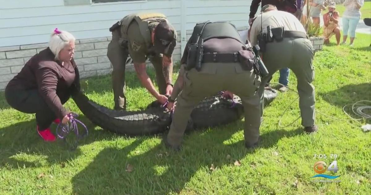 Florida woman, 85, killed in alligator attack CBS Miami