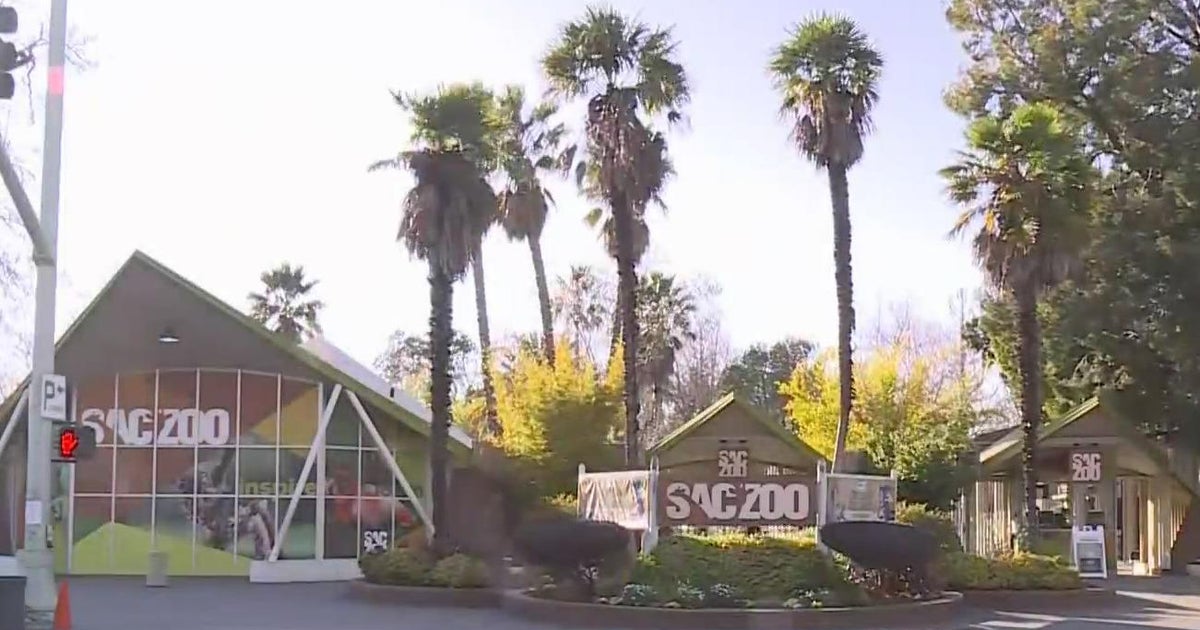 Sacramento Zoo set to debut new male lion
