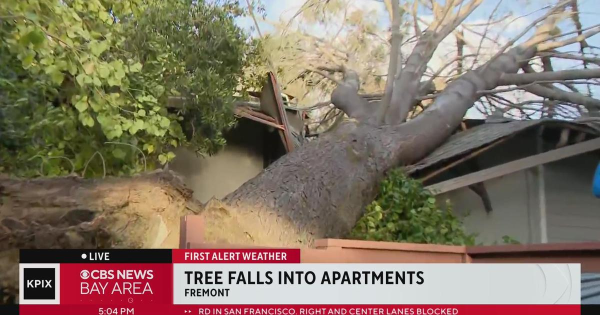 High winds topple trees on Bay Bridge and across the region