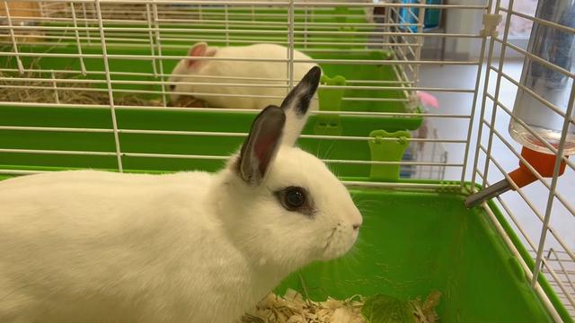Two bunnies in two separate cages at the Babylon Animal Shelter 