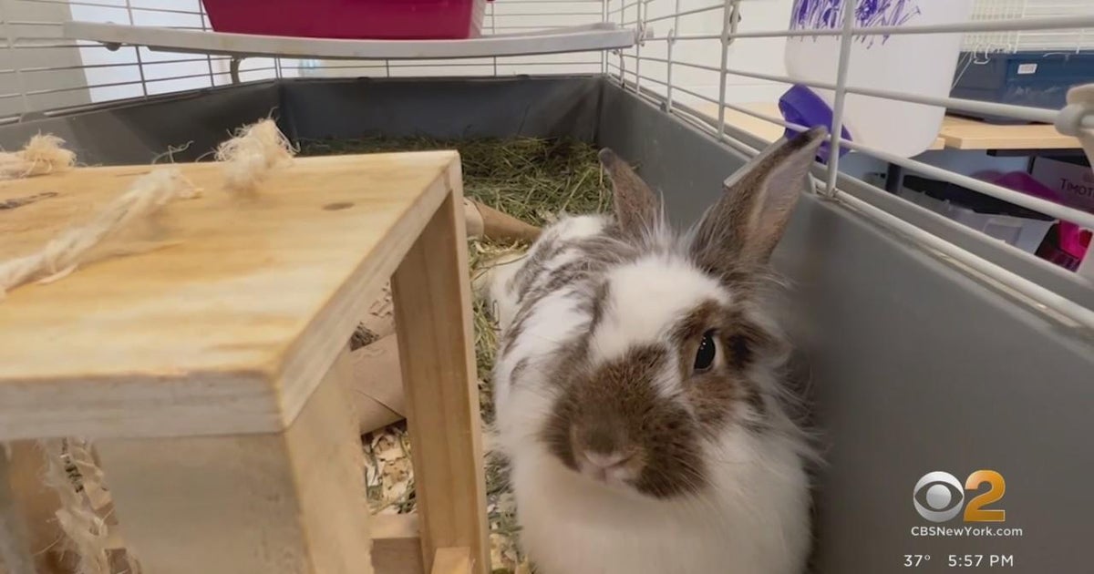Considering buying a bunny? Give it a lot of thought, rescuers say