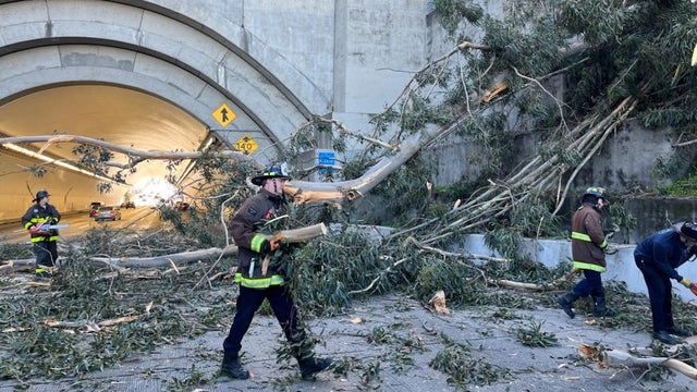 Redwood City tree into house 