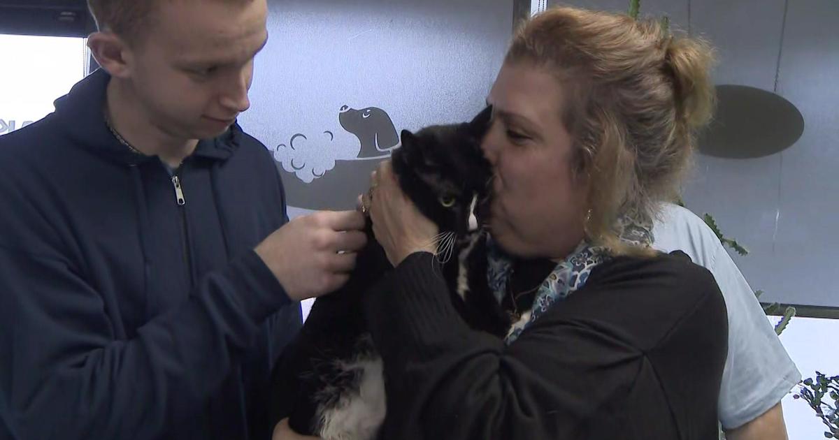 Eight lives left: Ernie the cat rescued from gutted Long Island home 12 days after fire