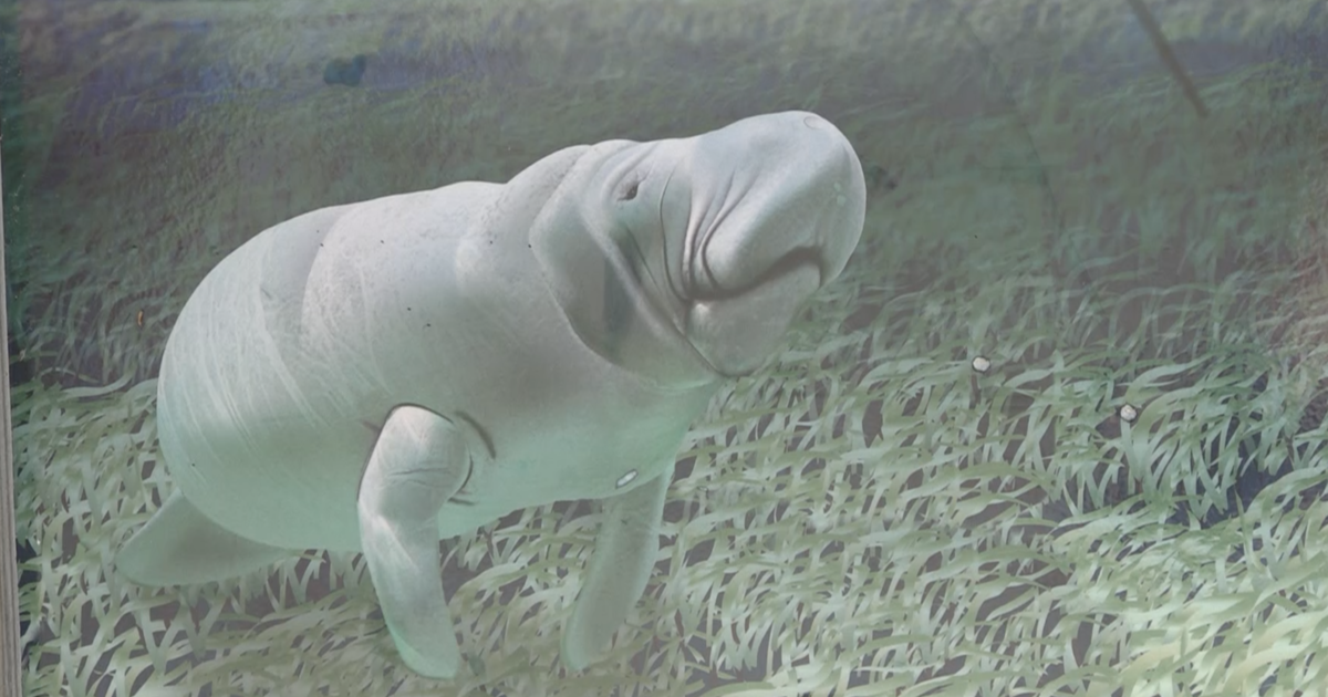 Local environmentalists are campaigning for manatees to be placed on the endangered species list