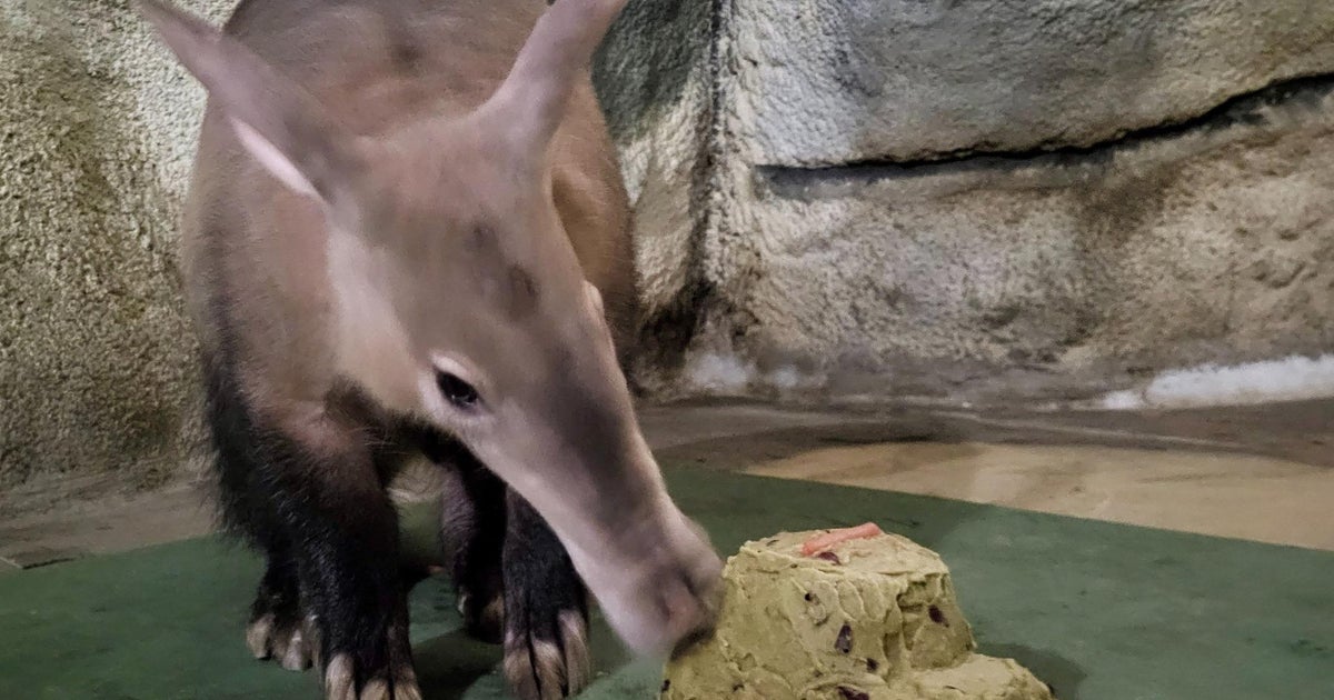 Detroit zoo celebrates birthdays of father, daughter aardvarks - CBS ...