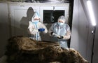 Scientists study the carcass of a fossil brown bear found in the permafrost, in Yakutsk 