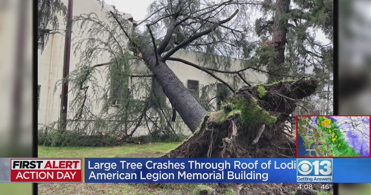 Large tree crashes through Lodi building