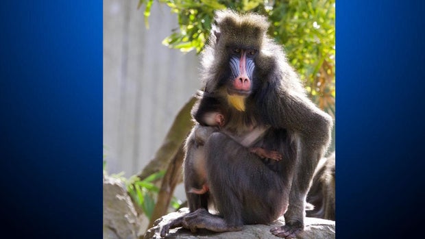 baby-mandrill.jpg