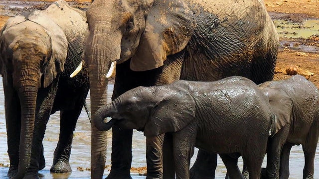 elephants-animal-secrets-1280.jpg 