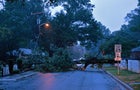 Downed tree on a residential street at twilight 