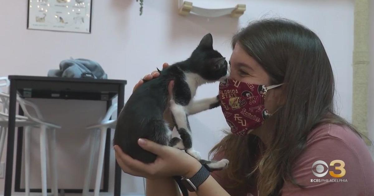 Cats React to 'Baby Talk' From Their Owners, but Not Strangers