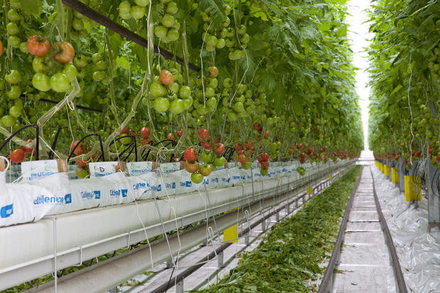 UK - Agriculture and horticulure sustainable technology - Cornerways tomato nursery at British Sugar 