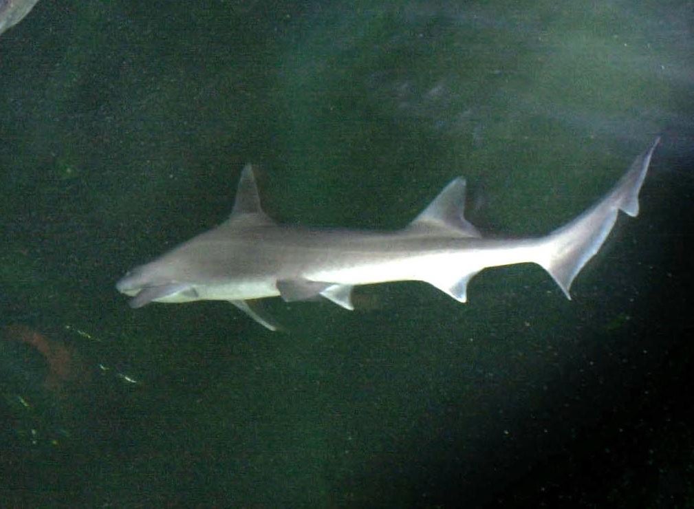 Sharks Love Barry White 
