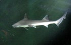 Sharks Love Barry White 